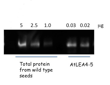 western blot using anti-AtLEA4-5 antibodies